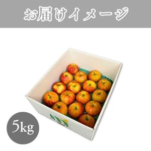 りんご 特選 糖度13.5度以上 ふじ 光セン...の詳細画像5