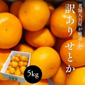 訳ありせとか2kg（傷あり・不揃い）産地直送！送料無料 愛媛県産