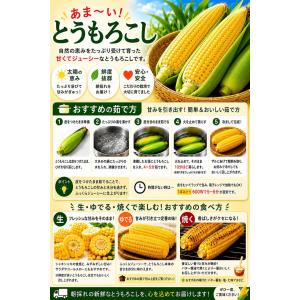 とうもろこし ゴールドラッシュ ご家庭用 1k...の詳細画像2