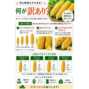 とうもろこし ゴールドラッシュ ご家庭用 1k...の詳細画像4