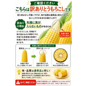 とうもろこし ゴールドラッシュ ご家庭用 1k...の詳細画像5