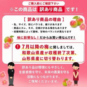 南高梅 生梅 小梅 青、黄色混ざり 訳あり S...の詳細画像1