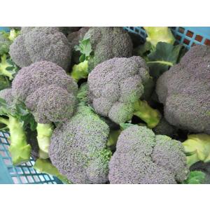 クール便送料無料 もったいない野菜セット【訳あ...の詳細画像1