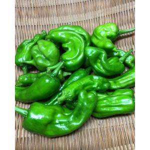 クール便送料無料 もったいない野菜セット【訳あ...の詳細画像2