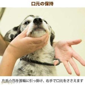 愛犬・愛猫用 歯石取り ペンチ 犬 歯石 デン...の詳細画像4
