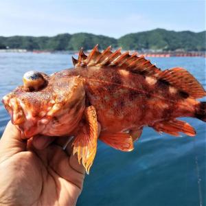 カサゴ 2?3匹で500-600g原体分下処理済み 冷凍 煮魚 焼魚 揚げ物 愛媛産 宇和海の幸問屋