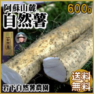 熊本 阿蘇 ギフト 自然薯 山芋 600g 縁起物 山菜の王者