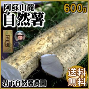 2024 母の日 お返し ギフト 自然薯 山芋  600g 縁起物 山菜の王者 岩下自然薯農園【常温】冬春限定 免疫力アップ＜毎週火曜と土曜の発送＞