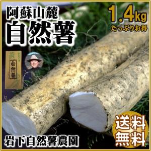 2024 入学祝い ギフト 自然薯 山芋 1.4kg お得サイズ 縁起物 山菜の王者 岩下自然薯農園...