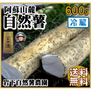 2024 【冷蔵】 自然薯 600g 熊本 阿蘇 ギフト プレゼント お土産 山芋 縁起物 山菜の王者 岩下自然薯農園＜毎週火曜と土曜の発送＞【冷凍品との同梱不可】｜mitinoekiaso