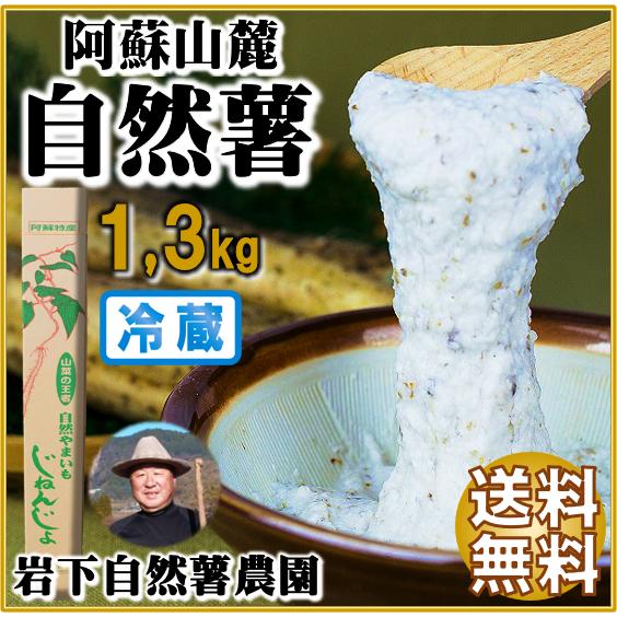 2024 【冷蔵】 自然薯 1.3kg 1本もの 縁起もの  熊本 阿蘇 お返し プレゼント ギフト...