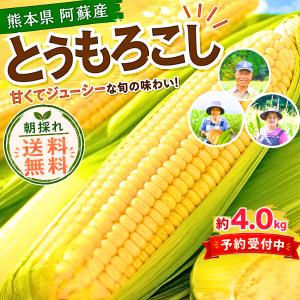 早割！予約販売開始♪ 】とうもろこし トウモロコシ 熊本 阿蘇 2026年