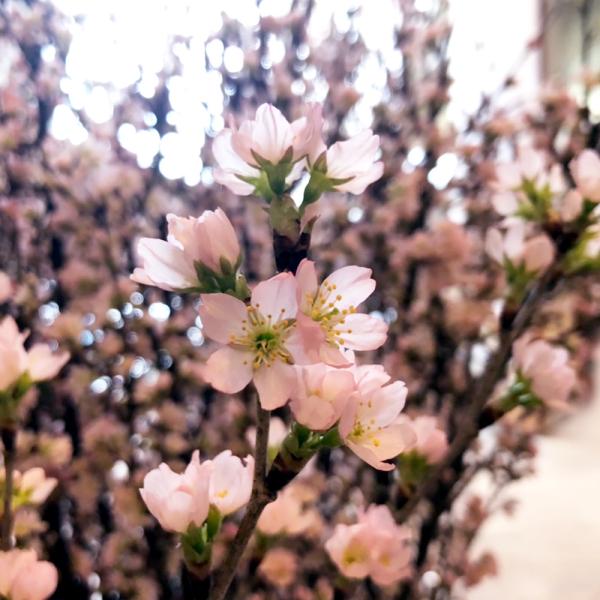 啓翁桜 100ｃｍ 10本 桜 プレゼント アレンジ お祝 御祝 啓翁桜100ｃｍ10本
