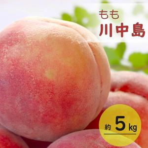 もも 桃 川中島 モモ 約5kg JA 果物 フルーツ 送料無料  8月下旬〜9月上旬順次発送 もも川中島約5kg