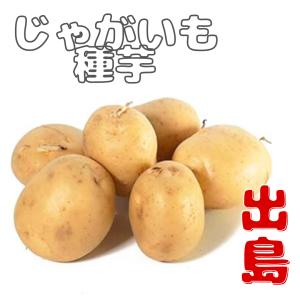 じゃがいも 種芋 【　出島(デジマ)　】 1キロ