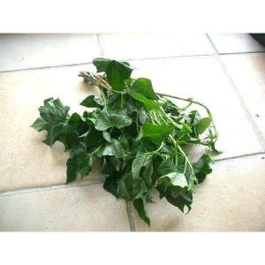 紅はるか 苗の商品一覧 通販 Yahoo ショッピング