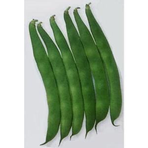 モロッコインゲン 種の商品一覧 通販 Yahoo ショッピング