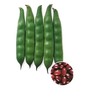 うずら豆の栽培 果菜の種 の商品一覧 種 種子 花 ガーデニング 通販 Yahoo ショッピング