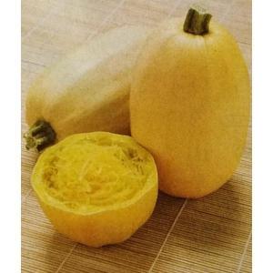★カボチャ種 【 金糸瓜 】 GF小袋 （栽培用 種子 かぼちゃ 南瓜 そうめんかぼちゃ タキイ）