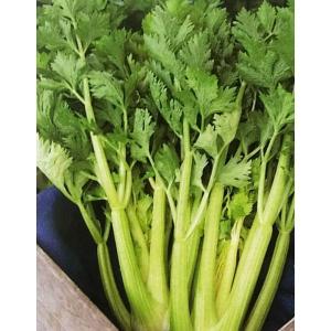 セロリの種 コーネル619 葉菜の種 の商品一覧 種 種子 花 ガーデニング 通販 Yahoo ショッピング