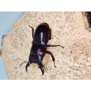 ダイトウヒラタ36ミリ雄単品