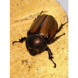 年末セール開催中通常より80円引きで販売中マルガリータヒナカブト初2令幼虫1頭CBF1A