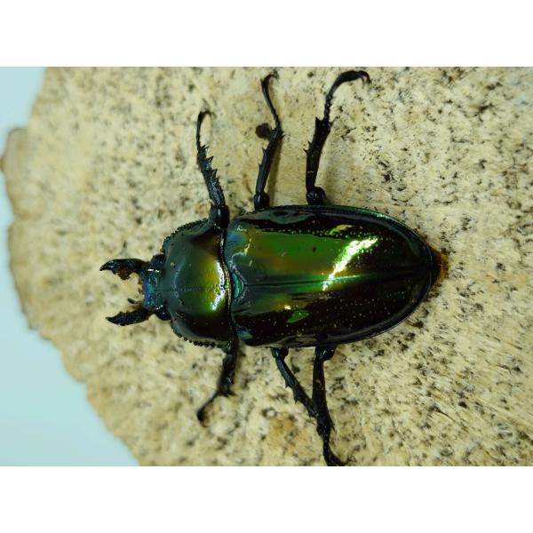 ニジイロクワガタ35ミリメス単品