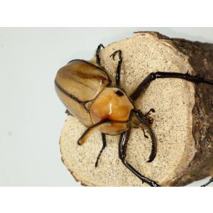 ゴロファポルテリ94ミリペア