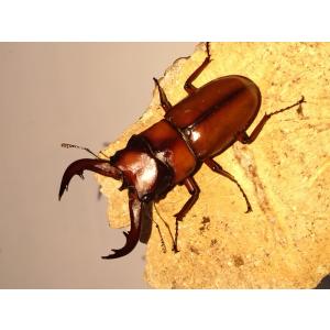 トカラノコギリクワガ初2令幼虫1頭