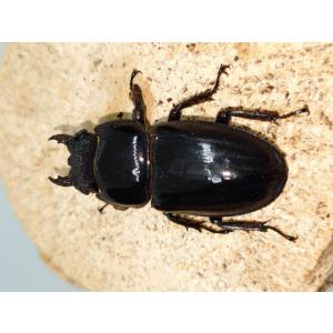 ツシマヒラタ41ミリ雌単品