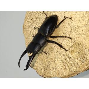 ツシマヒラタ58ミリペア