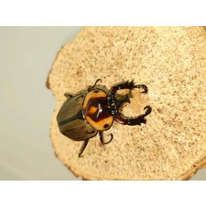 ヨツボシヒナカブト40ミリペア