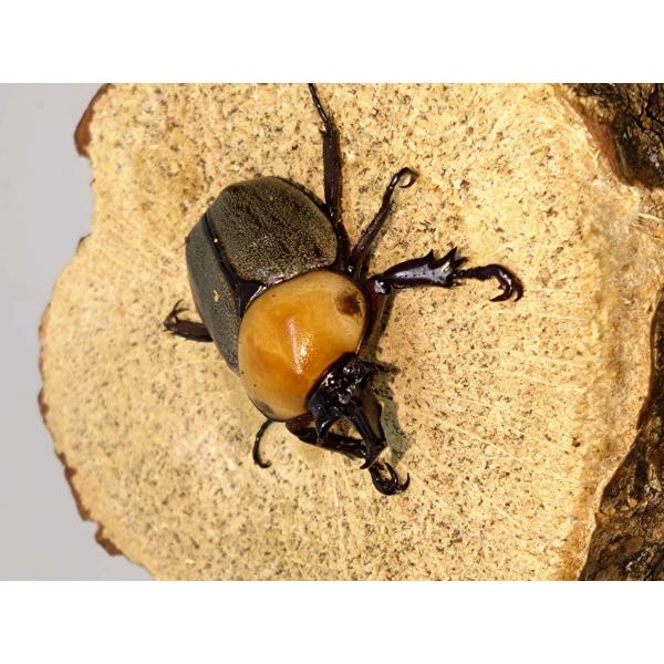 ヨツボシヒナカブト42ミリペア