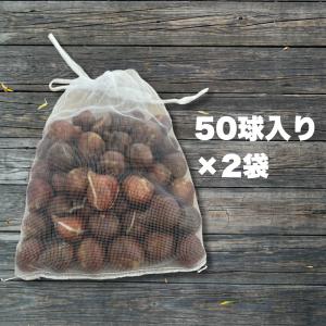 【2025年産 オランダ直輸入】チューリップ ...の詳細画像1