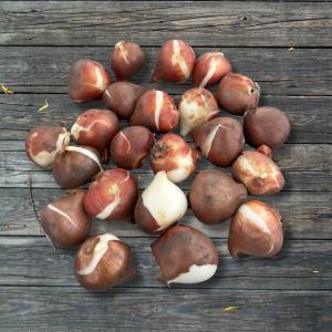 【2025年産 オランダ直輸入】チューリップ ...の詳細画像2