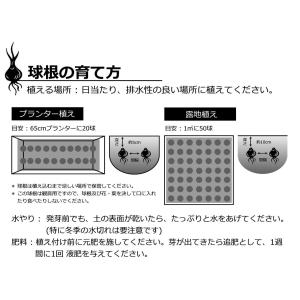【2025年産 オランダ直輸入】チューリップ ...の詳細画像3