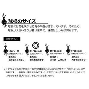 【2025年産 オランダ直輸入】チューリップ ...の詳細画像4