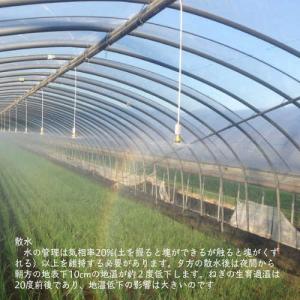 業務用カットねぎ 福岡県産1kgの詳細画像3