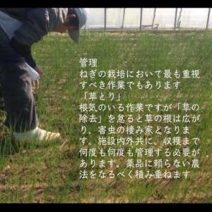 業務用カットねぎ 福岡県産1kgの詳細画像4