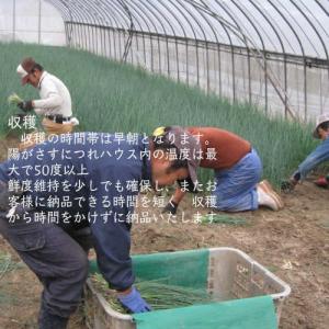 業務用カットねぎ 福岡県産1kgの詳細画像5