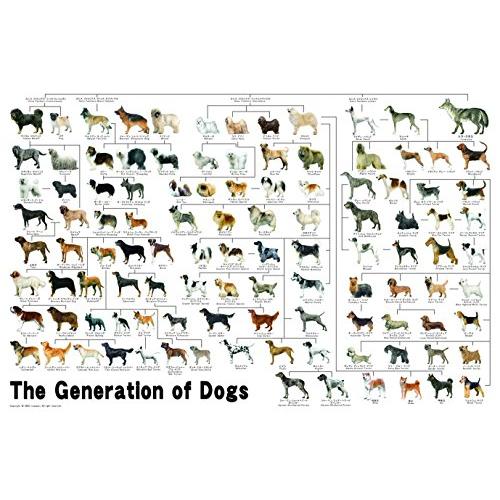 1000ピース ジグソーパズル めざせ!パズルの達人 犬の系統図(50x75cm)