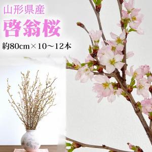 花束 切花 花種類 桜 の商品一覧 花 ガーデニング 通販 Paypayモール