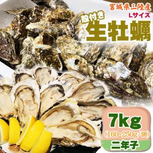 生牡蠣 7kg  Lサイズ 宮城県三陸産 特大 殻付き 冷蔵  お取寄 おうちグルメ 送料無料 [Lサイズ 三陸産生牡蠣7キロ 二年子]｜miuranouen