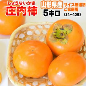 予約販売 10月下旬〜11月下旬頃発送予定  庄内柿 訳あり ご家庭用 山形県産 送料無料 無選別 種なし 5kg 24-40玉入り[庄内柿５キロ]