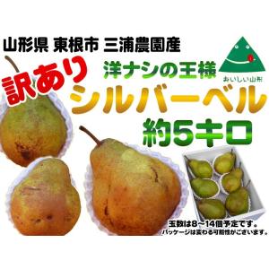 訳あり 西洋梨 シルバーベル 山形県産 洋ナシの王様 ８〜１４玉・約5kg[ご家庭用シルバーベル５キ...