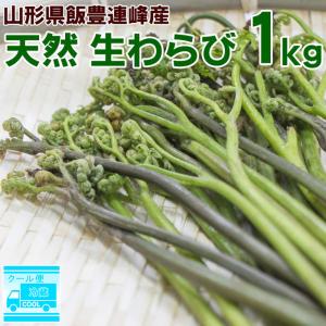 全国送料無料】天然わらび 10kg 山形県産 朝採り 鮮度抜群 飯豊連峰