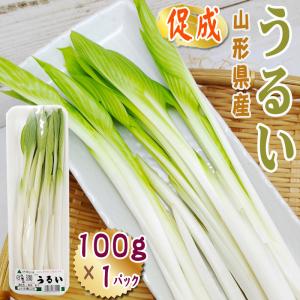 山形県産 促成 山菜 うるい 100g 1パック 送料無料 クール便 [促成うるい 100g]｜miuranouen