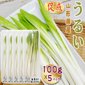 山形県産 促成 山菜 うるい 500g (100g×5パック) 送料無料 クール便 [促成うるい 100g×5]｜miuranouen