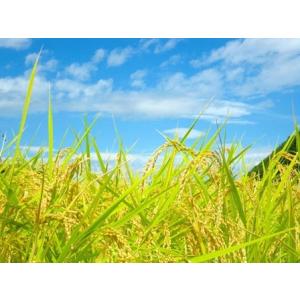 爆買 米 玄米 つや姫 玄米 30Kg 令和7...の詳細画像3
