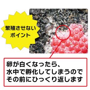 モグ卵板(10枚入)SPT300-A10 ジャ...の詳細画像3